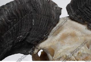 Photo Textures of Mouflon Skull Antlers